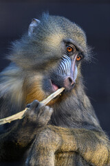 Animal portrait of a mandrill monkey biting a twig with a dark background.  © lapis2380
