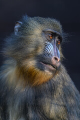 Mandrill monkey animal portrait with dark background.
