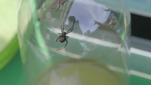 This video shows a black widow spider in a glass container.