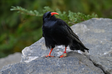 Red-billed Jackdaw bird on gray stone.
