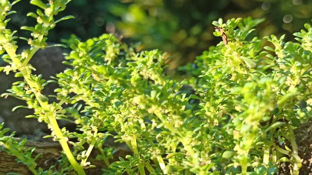 green leaves