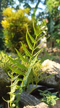Pteris vittata