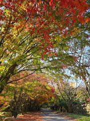 한국 전북 김제 모악산 금산사 단풍