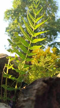 Pteris vittata