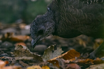 Peacock pheasant bird in detail on the head - female.
