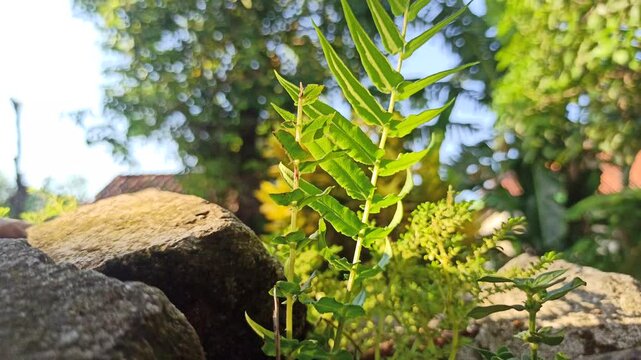 Pteris vittata