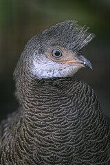 Peacock pheasant bird in detail on the head - male.
