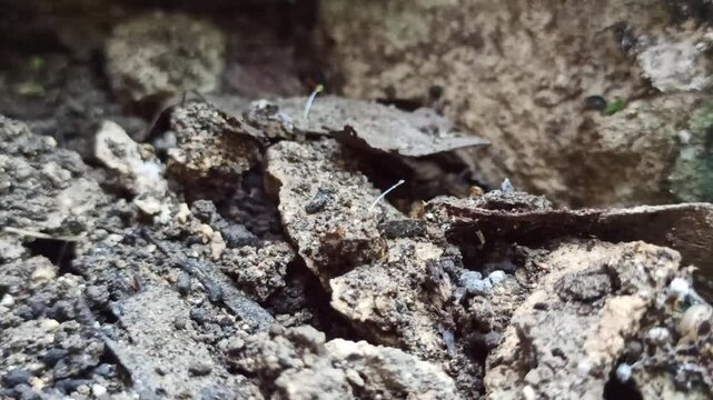 Cucullia lucifuga