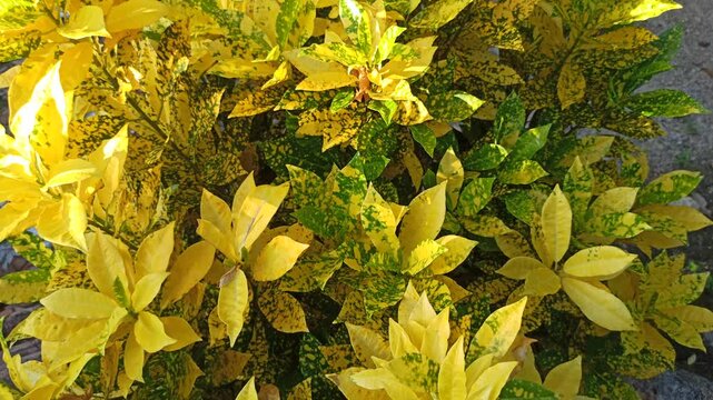Aucuba japonica