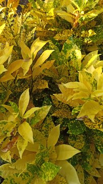 Aucuba japonica