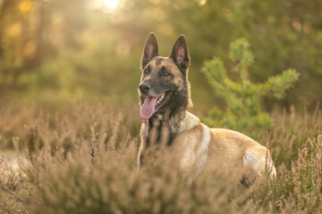 Naklejka premium A female belgian malinois dog on a meadow in autumn outdoors