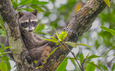 Closeup of a raccoon sitting in a tree. © Lecia Michelle