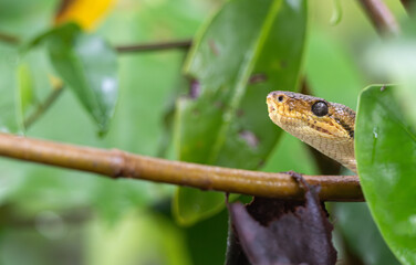Closeup of a snake peeking out from a tree.