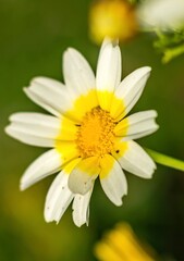 Obraz premium daisy flower closeup