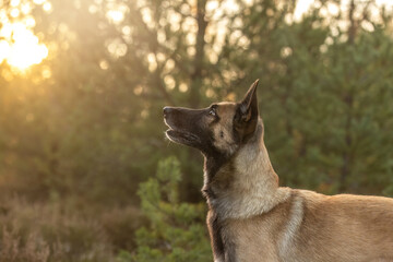 Naklejka premium A female belgian malinois dog on a meadow in autumn outdoors