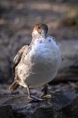 Guinea fowl white bird on the shore.
