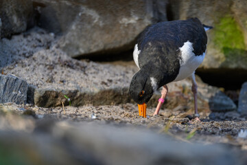Oystercatcher big bird outdoors with stuck beak in sand in nature.
