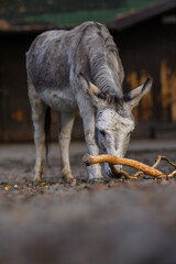 A domestic donkey nibbles on a branch outside.
