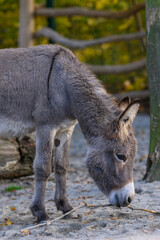 A domestic donkey nibbles on a branch outside.
