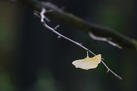 The last yellow gingo leaf on the twig.
