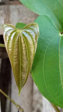 Dioscorea bulbifera with its distinctive aerial bulbils and broad green leaves, showcasing unique growth patterns in a natural tropical setting.
