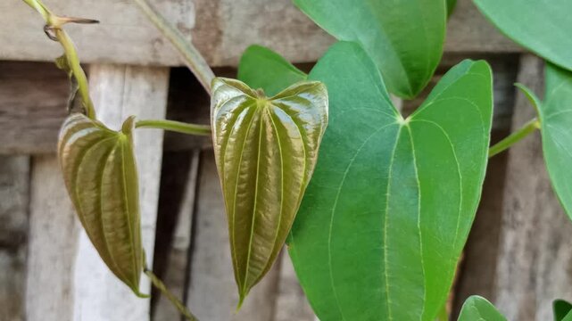 Dioscorea bulbifera with its distinctive aerial bulbils and broad green leaves, showcasing unique growth patterns in a natural tropical setting.