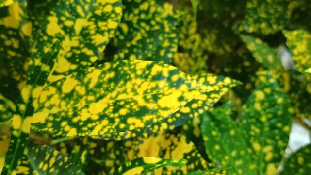 Aucuba japonica