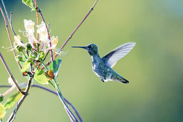 Hummingbird on Honeysuckle 