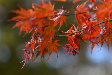 Red maple leaves and its seeds outdoors in autumn.
