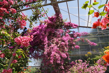 Fototapeta premium 白浜・岬バラ園