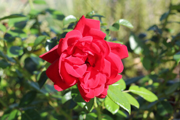Single red rose flower in full bloom on a plant in a garden