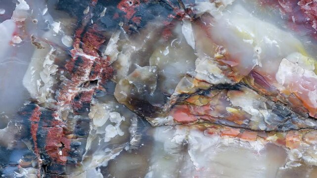 Fossilized tree wood in a petrified forest close up