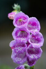 Flowering Foxglove © Dustin