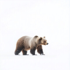Obraz premium grizzly bear. isolated white background. Full body. Walking