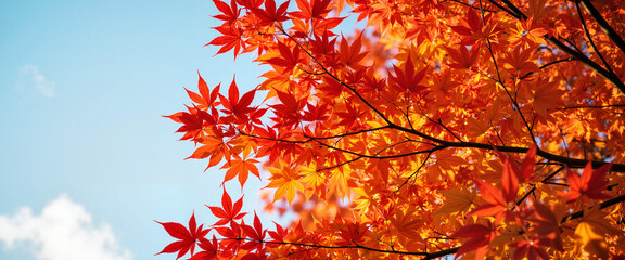 Vibrant autumn maple leaves against blue sky, seasonal beauty