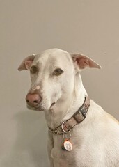 Adorable dog staring at the camera