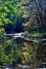 Summer in the forest by the river