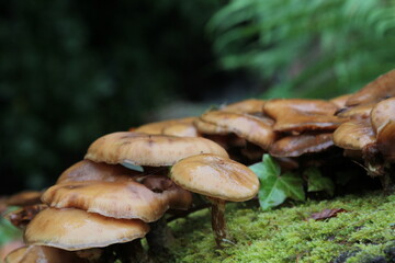 Mushrooms spreading on the forest floor