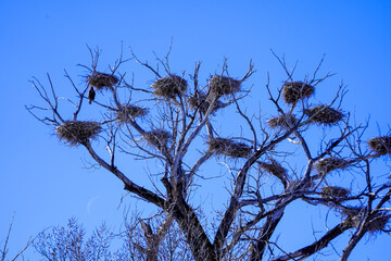 grass against sky