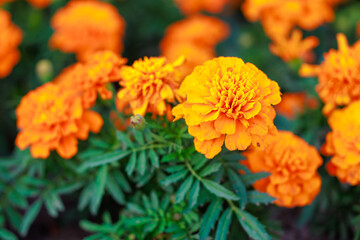 A bunch of orange flowers with green leaves