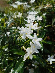 pure white flowers and fresh green leaves