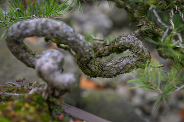 Detail of a twisted part of a bonsai pine trunk.
