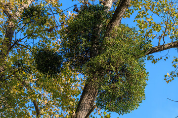Obraz premium A tree with a cluster of green moss growing on it