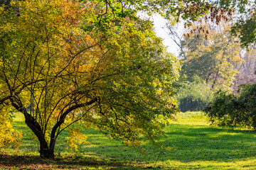 Fototapeta premium A tree with leaves in the fall is in a park