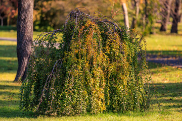 A tree with a lot of branches is in a park