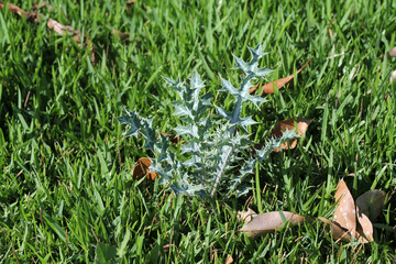 Mexican Poppy (Argemone ochroleuca) weed plant growing in a grassy lawn