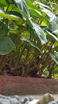 homalomena leaves