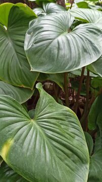 homalomena leaves