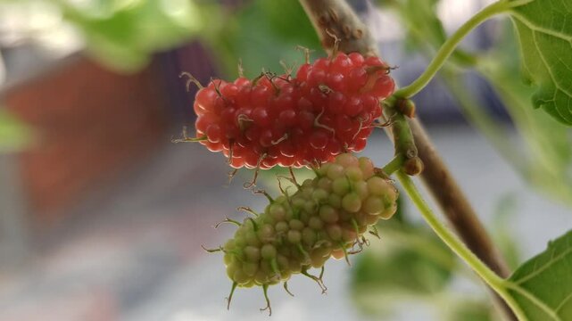 Mulberry on tree