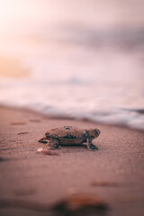 baby turtle comming out to the see